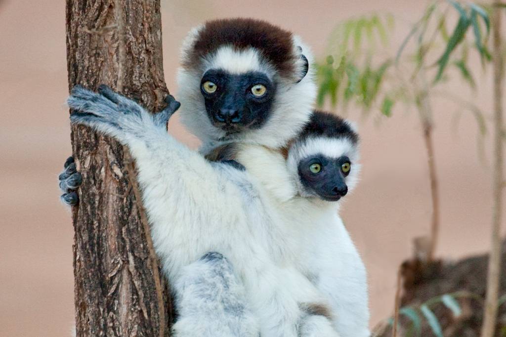Levaria 23 milhões de anos para replicar a biodiversidade de Madagascar