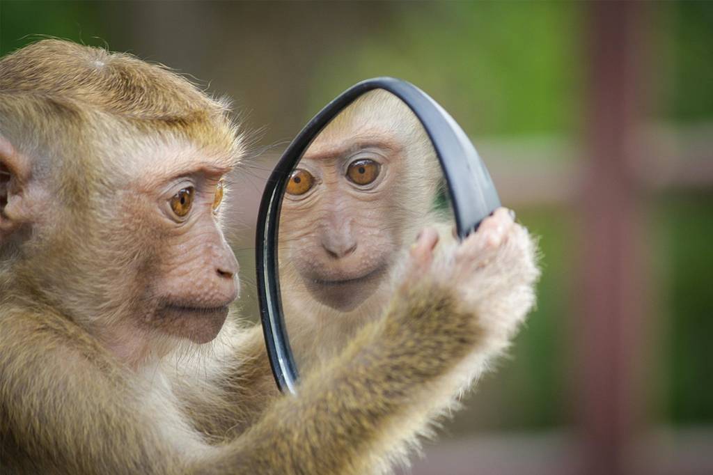 O que é o “teste do espelho”, que avalia a autoconsciência em animais