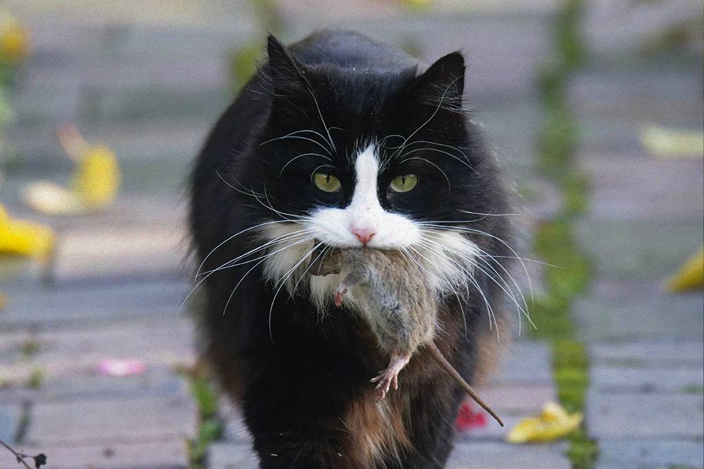 Por que meu pet me traz animais mortos?