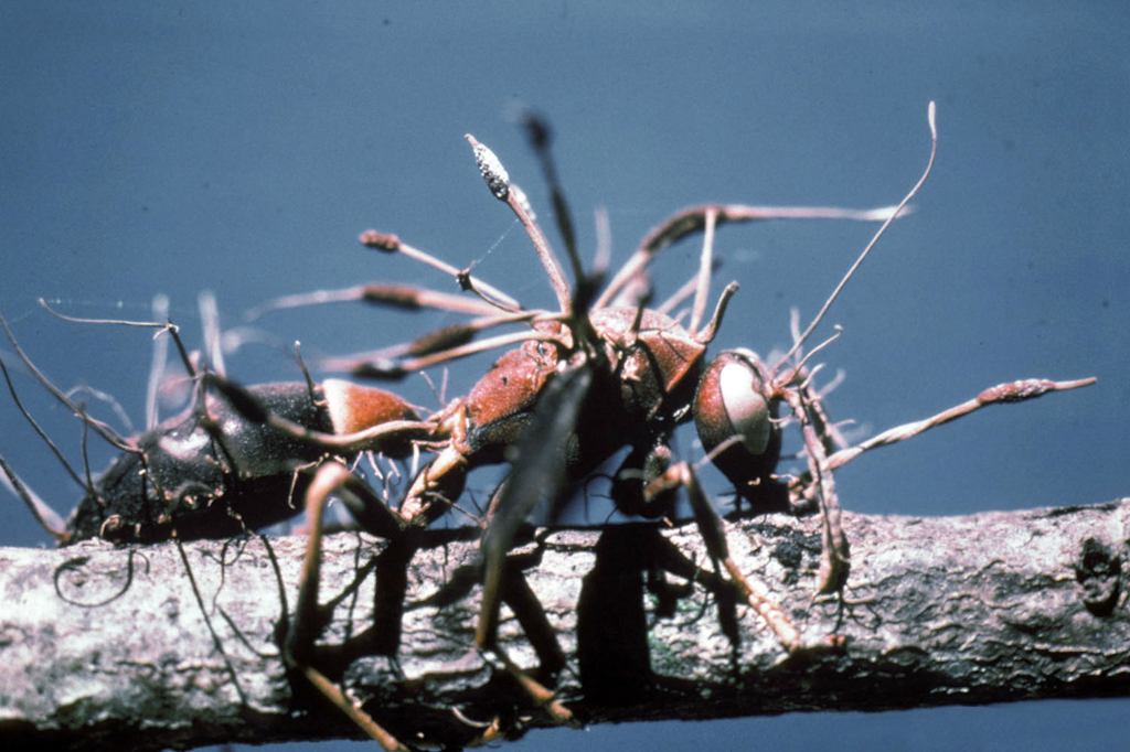 Conheça o Cordyceps, fungo que inspirou The Last of Us