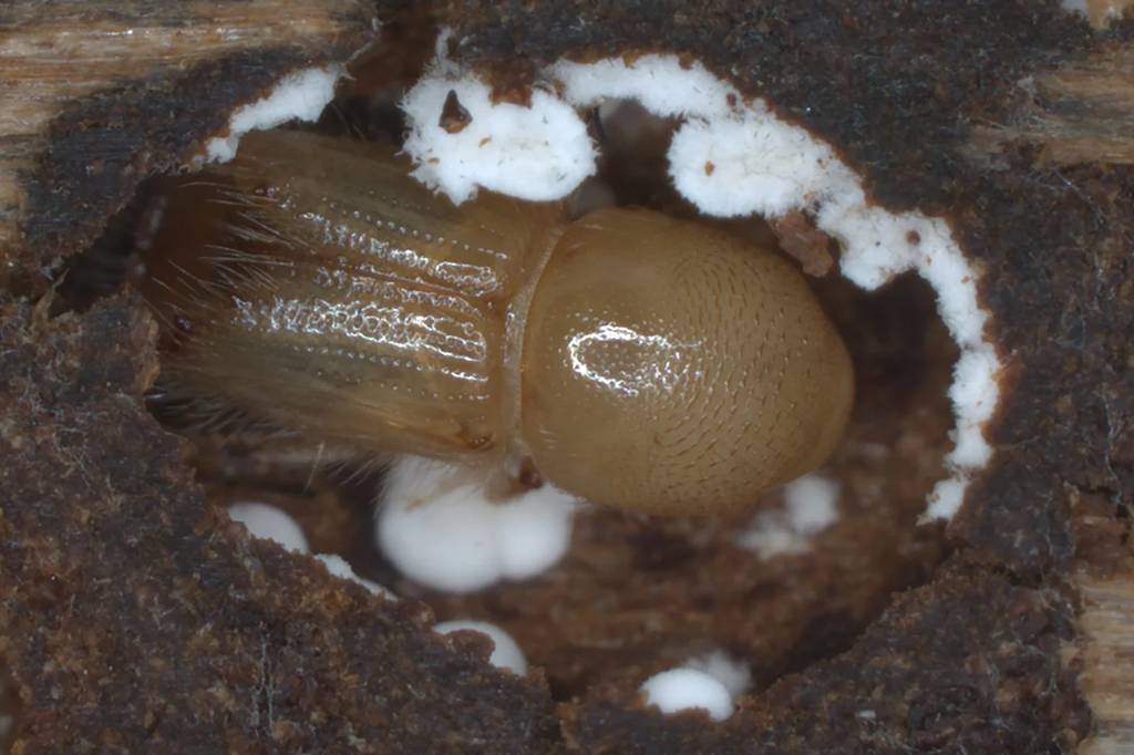 Fungos direcionam o ataque de besouros a árvores