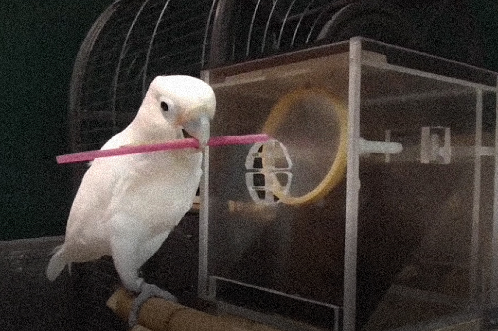 Fotografia da cacatua segurando ferramenta com o bico.