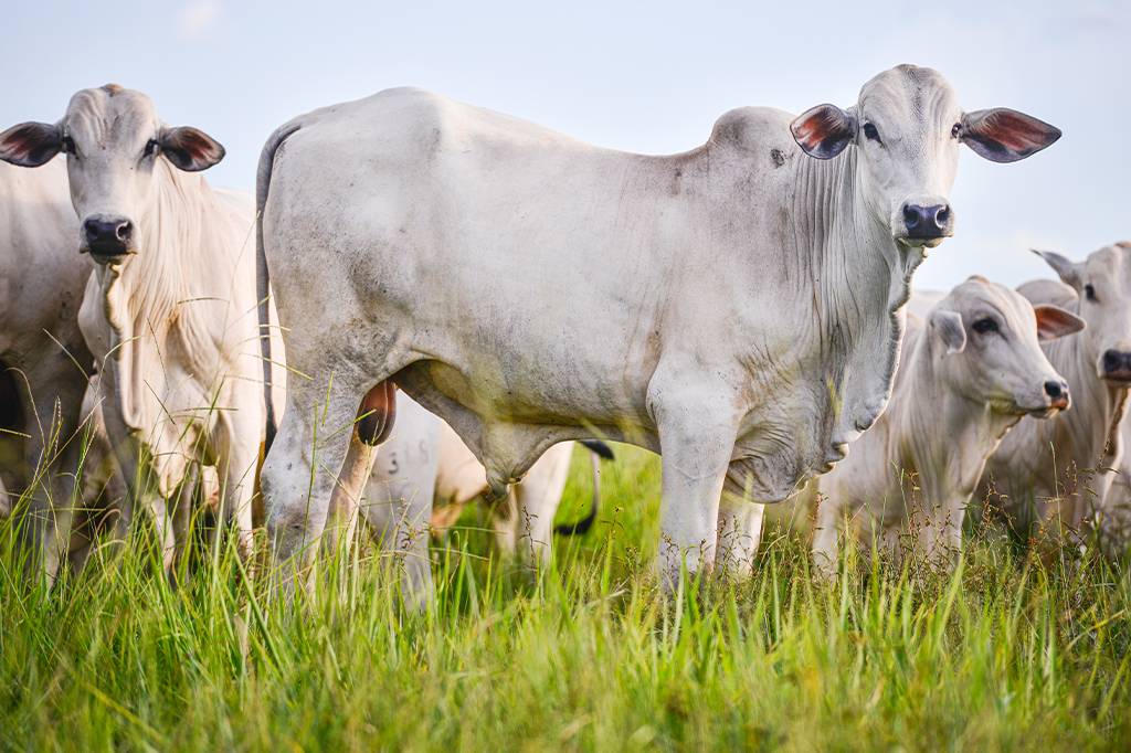 O que é a “doença da vaca louca”, que foi detectada em um animal no Pará