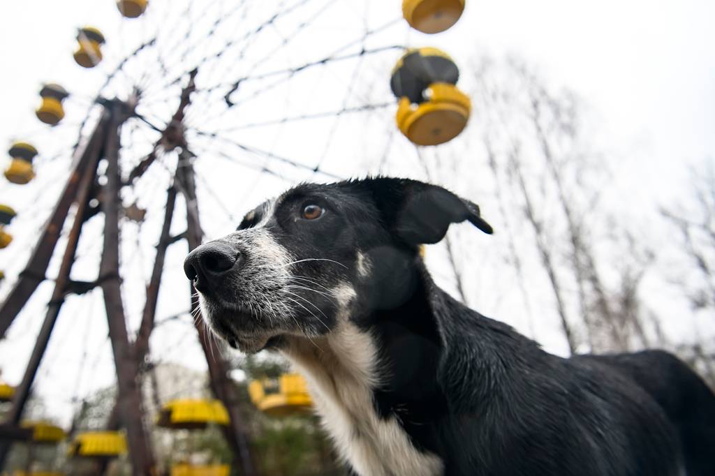 Cães de Chernobyl são descendentes dos que sobreviveram ao acidente nuclear