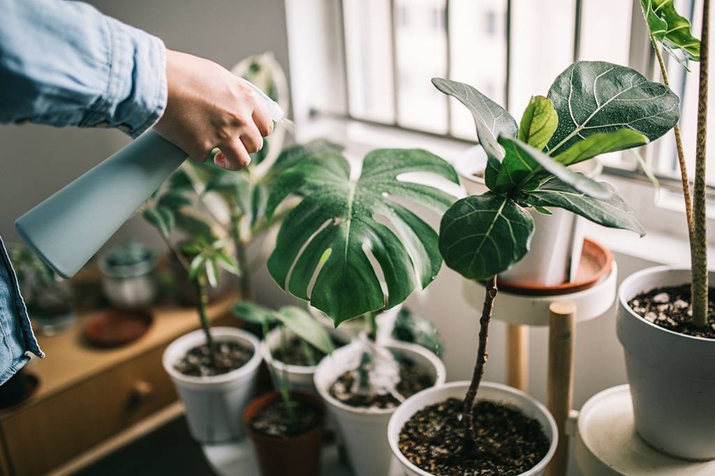 Plantas emitem sons ultrassônicos em rajadas rápidas quando estressadas