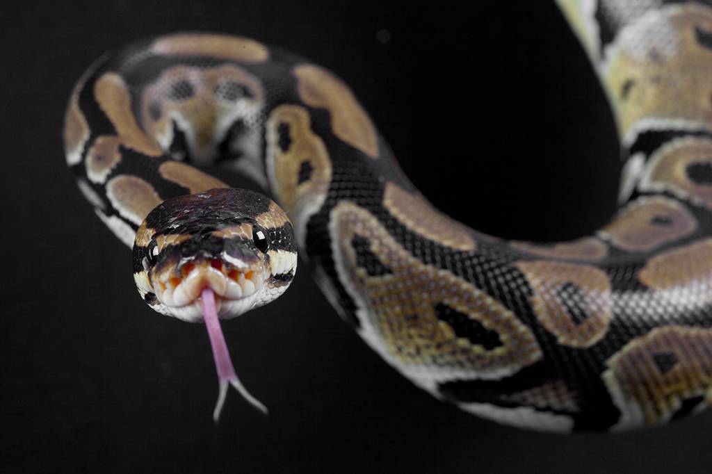 Cobras são capazes de detectar sons