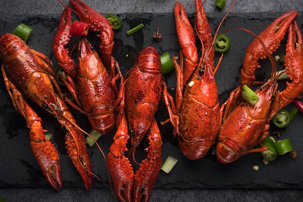 Por que é preciso cozinhar as lagostas ainda vivas?