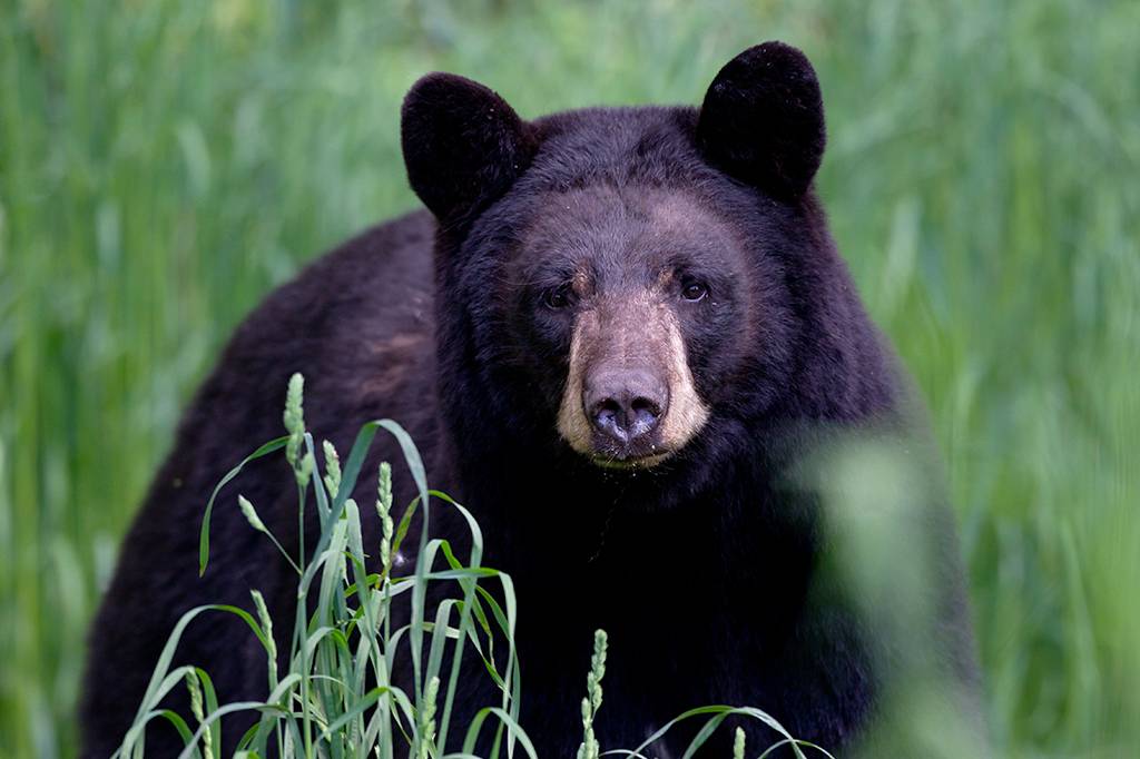A história real que inspirou o filme “O Urso do Pó Branco”