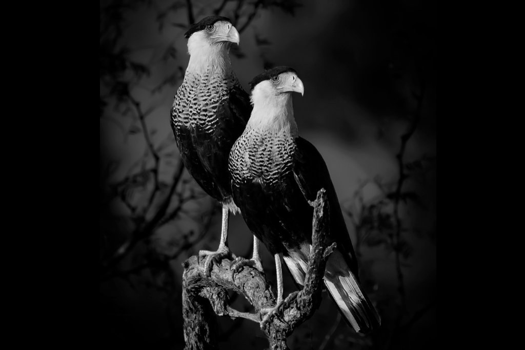 layout_site_032002_fotografia_sony -