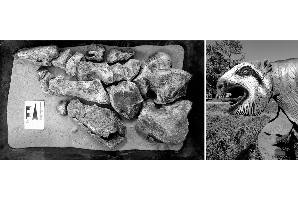 layout_site_preguiça Imagens relacionadas à presença da megafauna do Pleistoceno em Caçapava: à esquerda, os fósseis do pé de uma preguiça terrícola do gênero Lestodon; à direita, a reconstituição paleoartística de uma preguiça terrícola Megatherium, instalada no Jardim da Geodiversidade Professor Maurício Ribeiro, na Unipampa/Caçapava.