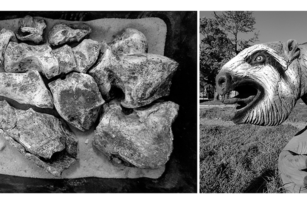 Caçapava guarda os fósseis mais antigos do Rio Grande do Sul