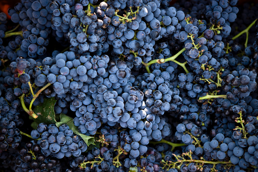 Fotografia de uvas.