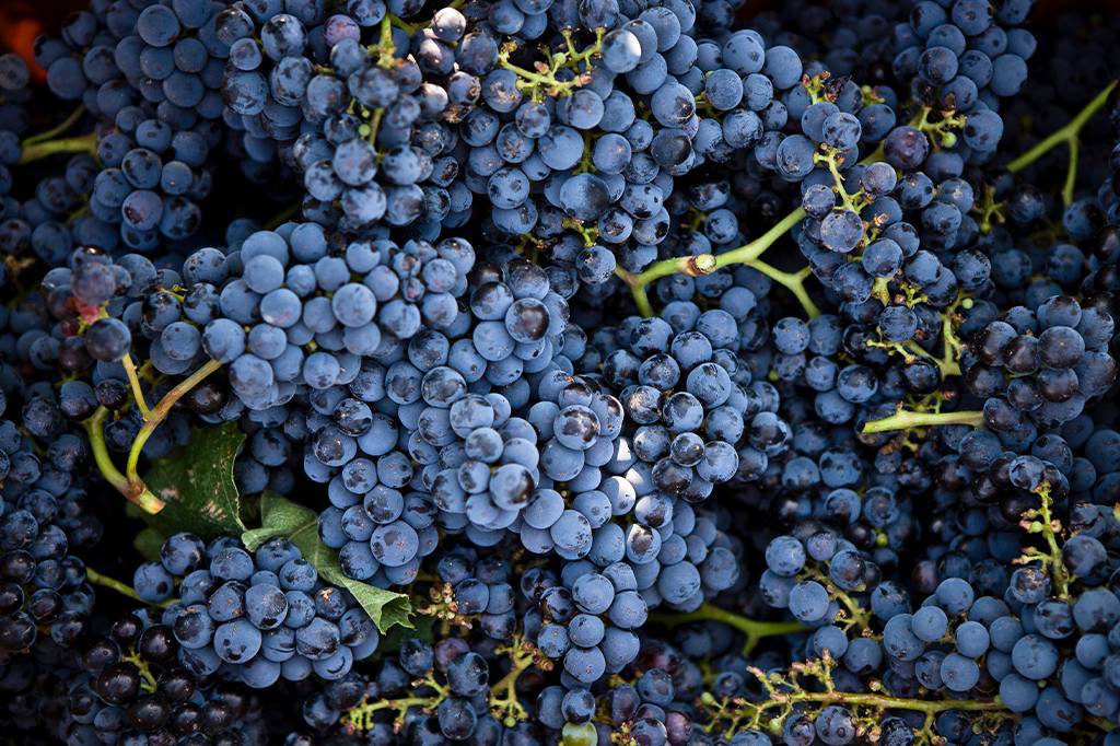 As uvas usadas para fazer vinho surgiram no Cáucaso, ao sul da Rússia, há 11 mil anos