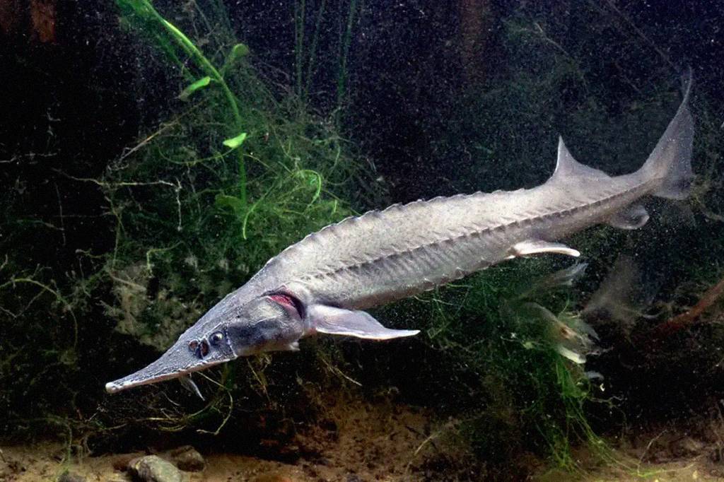 Vírus da gripe pode ter se originado em peixes há 600 milhões de anos