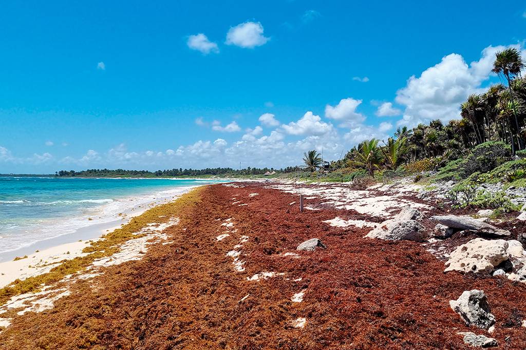 Cinturão com 8.000 km de algas se aproxima da costa leste dos EUA