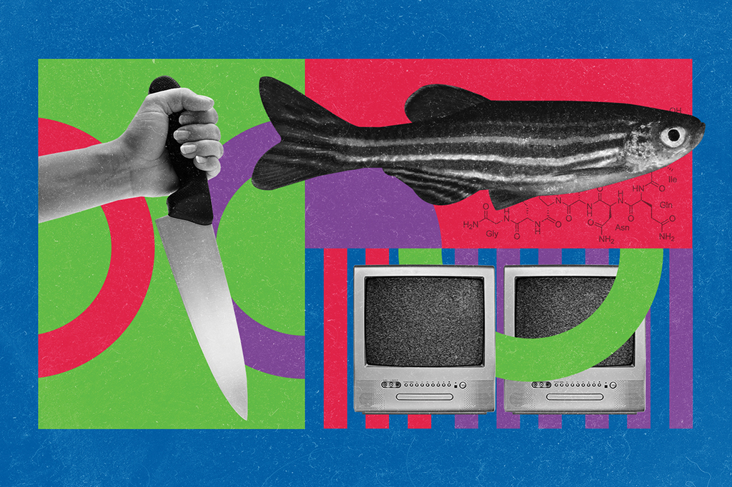 Colagem com uma mão segurando uma faca, um peixe-zebra e televisões.
