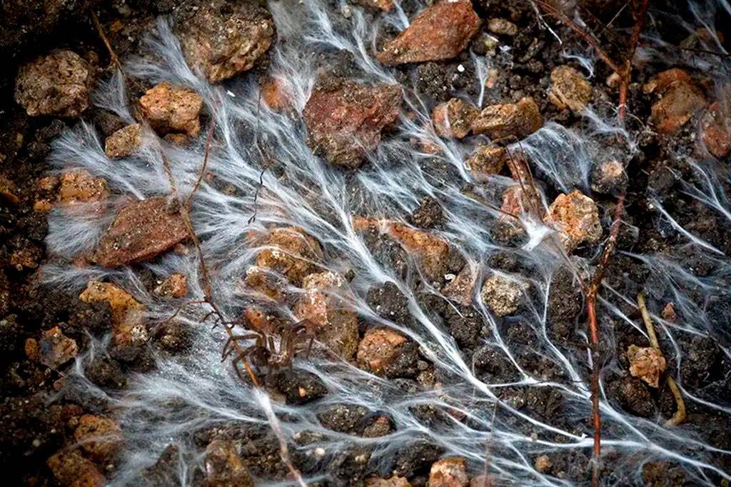 Fungos absorvem um terço do CO2 emitido por combustíveis fósseis