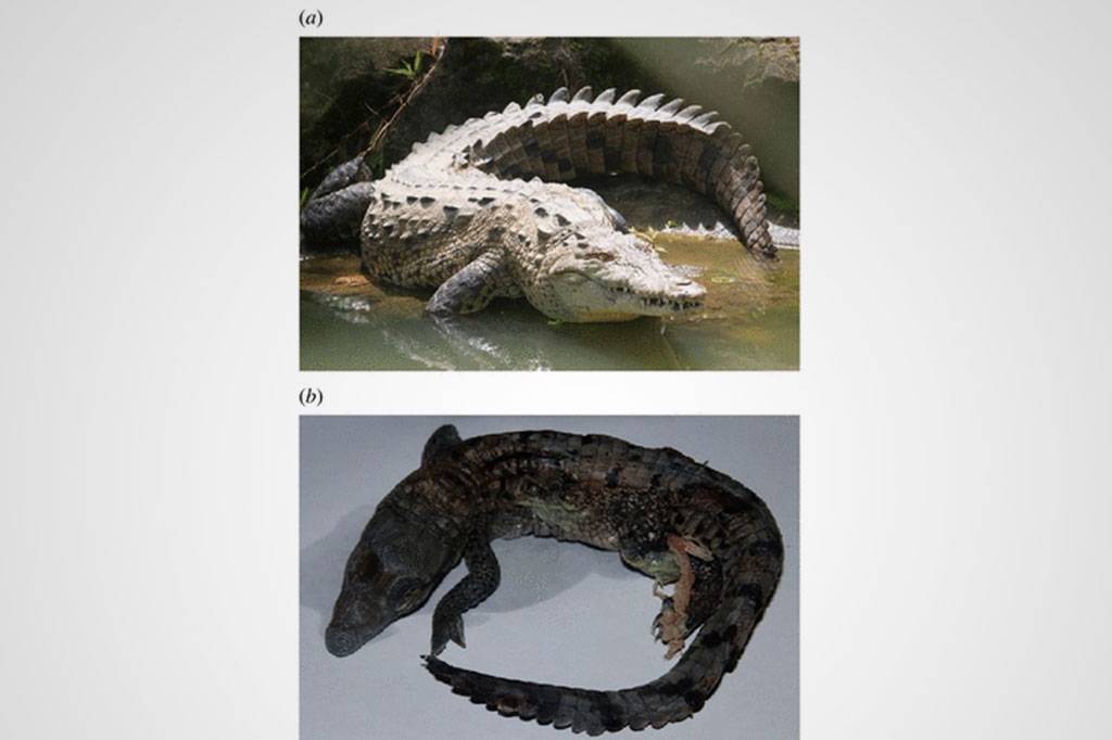Fêmea de crocodilo na Costa Rica se reproduz sozinha, sem um macho