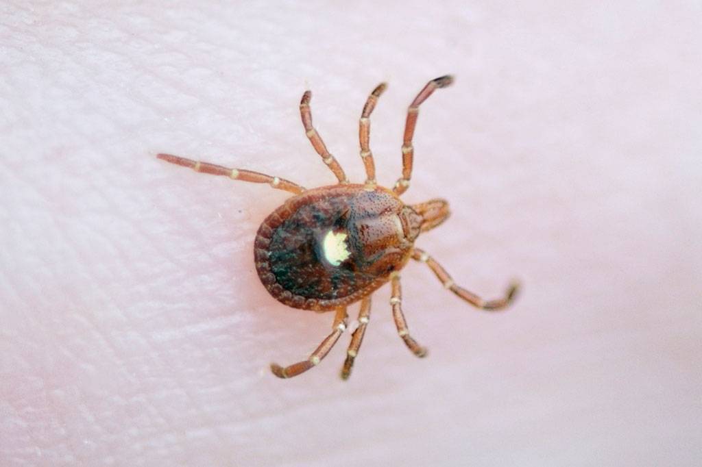 O que é febre maculosa (e por que você não deve fazer carinho em capivaras)