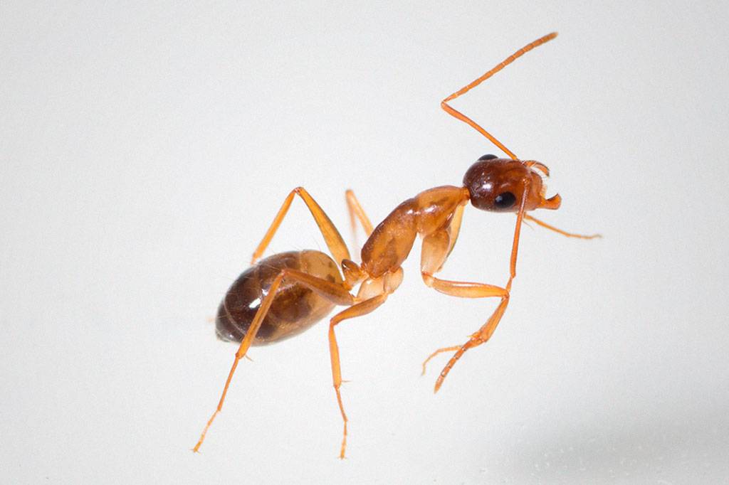 Parasita prolonga a vida de formigas em até três vezes