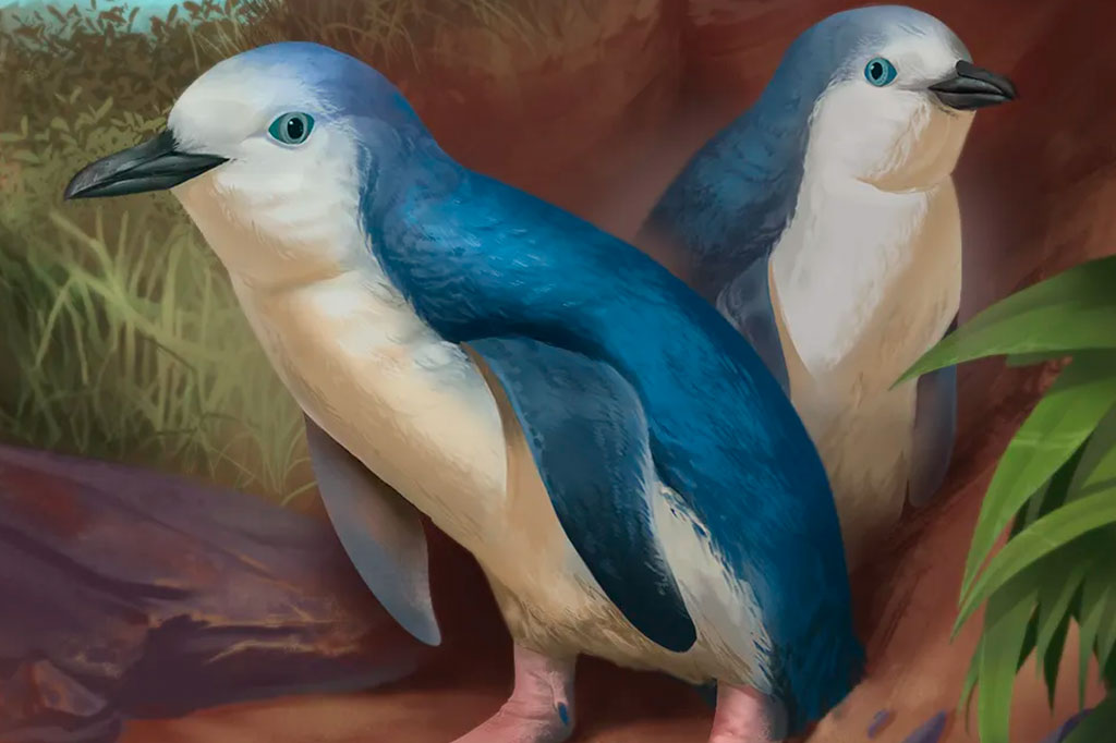 Pesquisadores descobrem fóssil de mini pinguim extinto