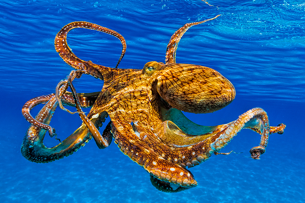 Foto de um polvo no mar.