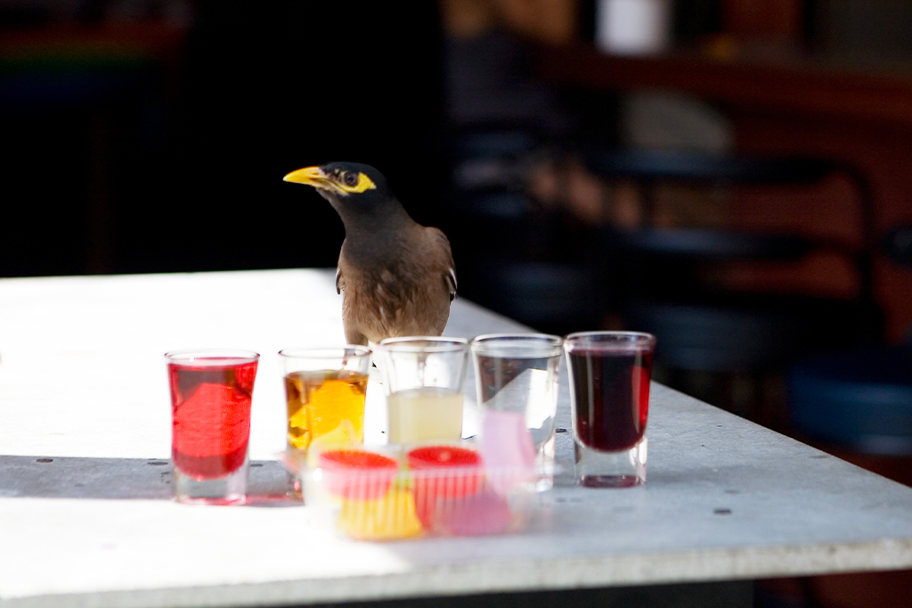 Hakuna Matata: mamíferos preferem frutas com maiores teores alcoólicos