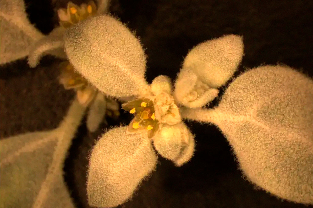 Imagem aproximada da flor Tdestromia.