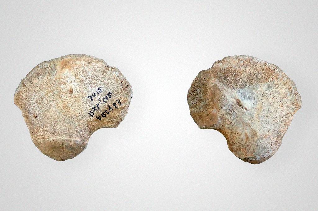 Osso de quadril pode indicar uma nova linhagem de Homo sapiens
