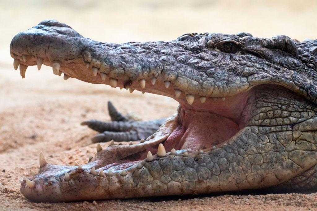 Crocodilos reconhecem e reagem ao choro de bebês humanos