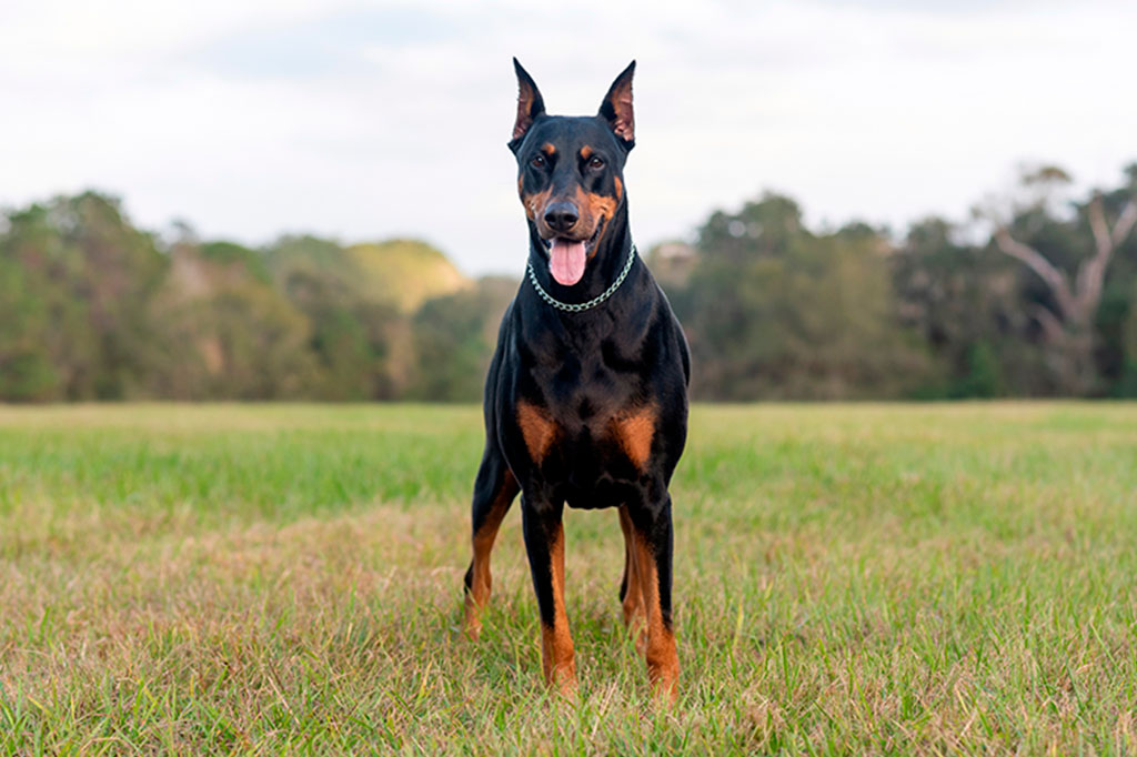 Dobermann