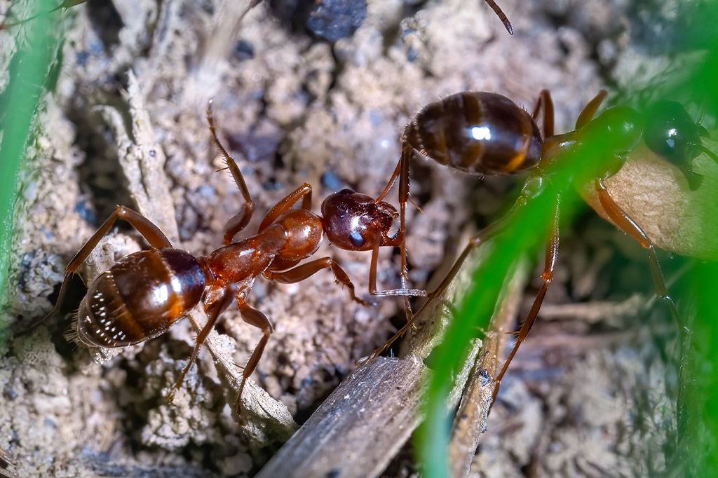Formigas, caramujos e carpas: Conheça algumas das piores espécies invasoras do mundo