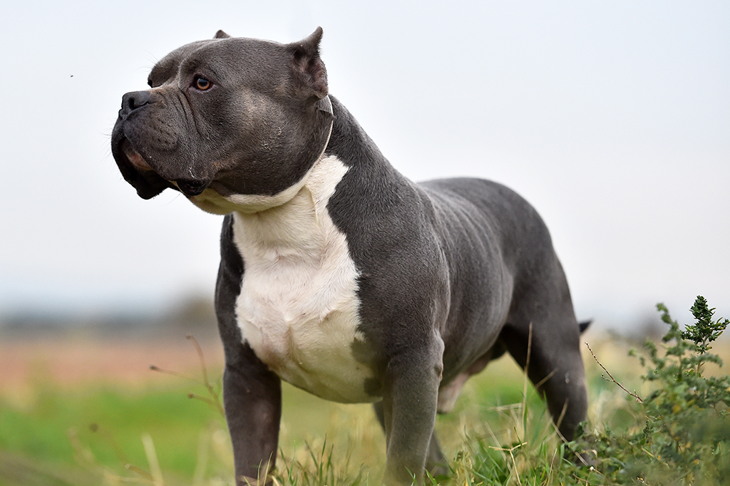 6 raças de cães proibidas ao redor do mundo