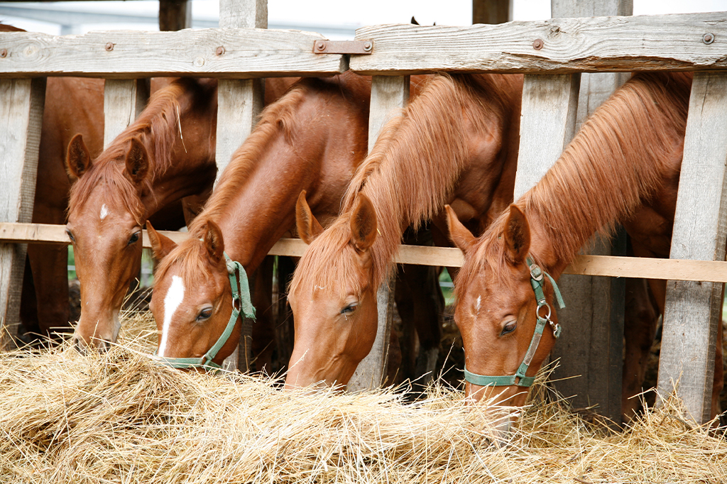 Cavalos se alimentando no comedouro.