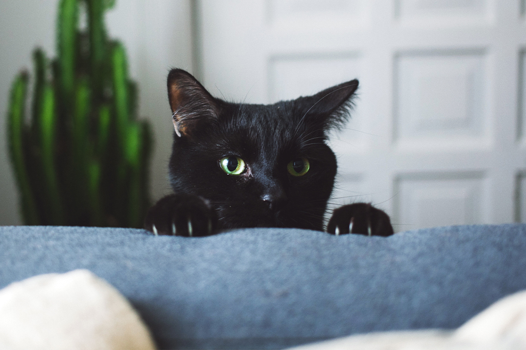 Por que os gatos vêm quando fazemos “pspspsps”?