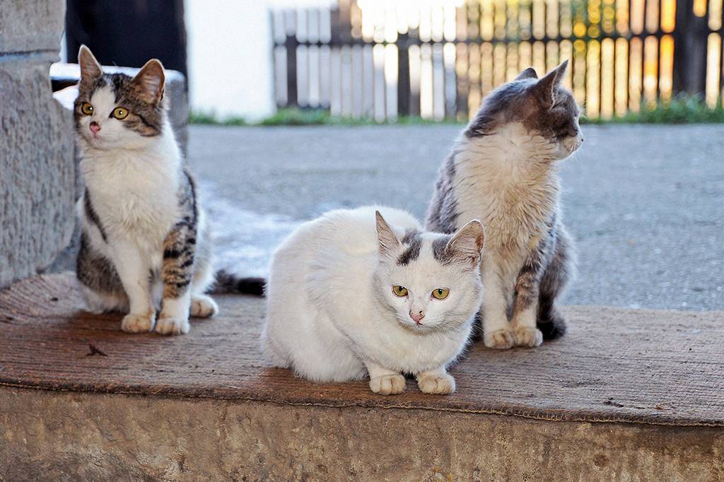 Gatos usam 276 expressões faciais diferentes para interagir