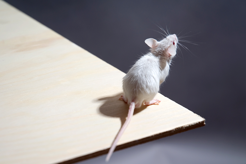Ratos podem ser capazes de imaginação, diz estudo