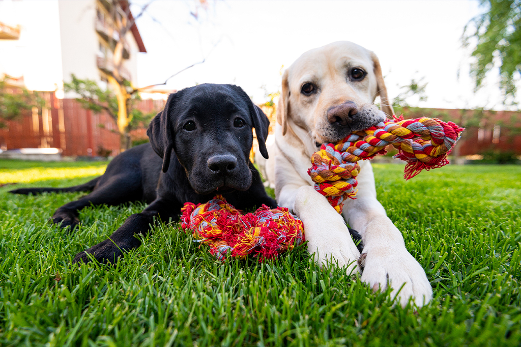 Dois cachorros brincando juntos no gramado.