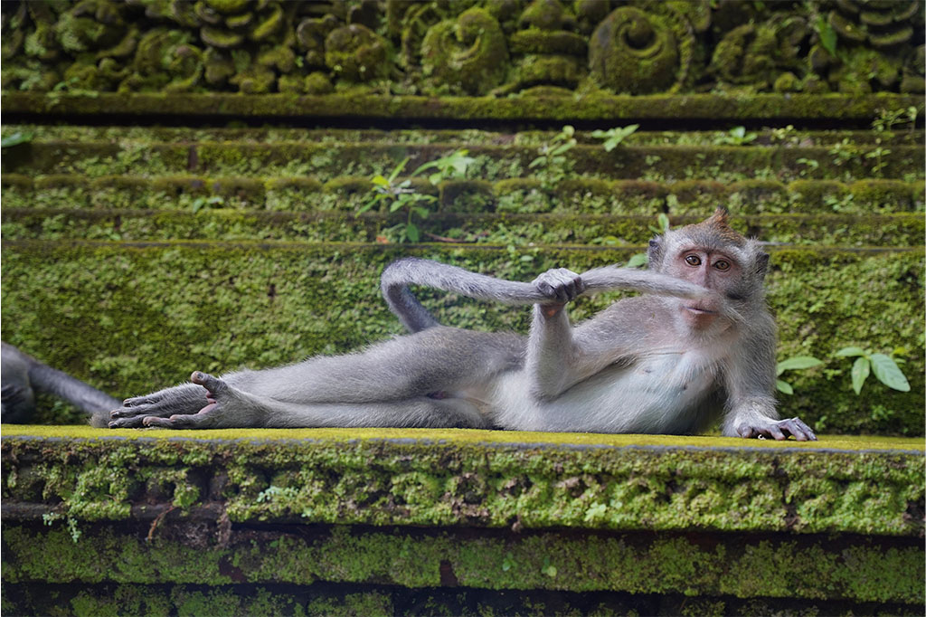 Comedy Wildlife anuncia as fotos mais engraçadas do reino animal de 2023