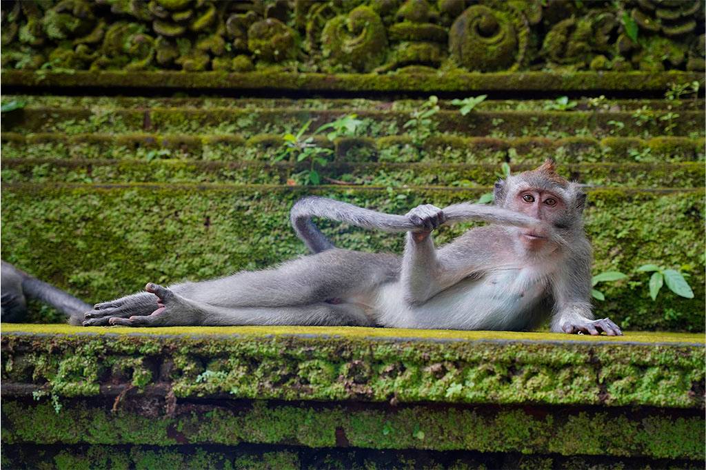 Comedy Wildlife anuncia as fotos mais engraçadas do reino animal de 2023