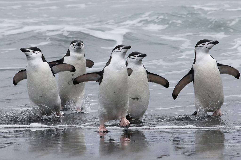 O pinguim-de-barbicha tira 10 mil sonecas por dia – de 4 segundos cada