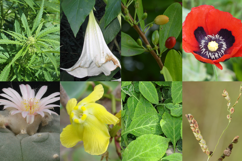 Fotomontagem oito plantas proibidas no Brasil