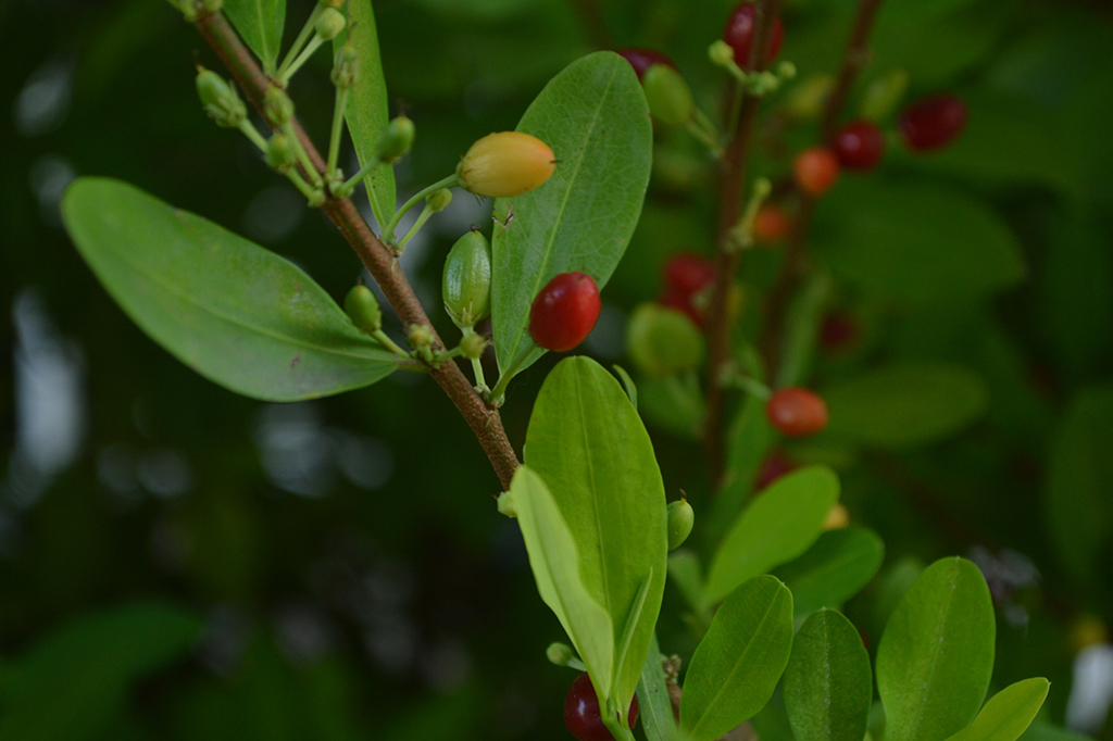 1212-super-site-coca Coca (Erythroxylum coca)
