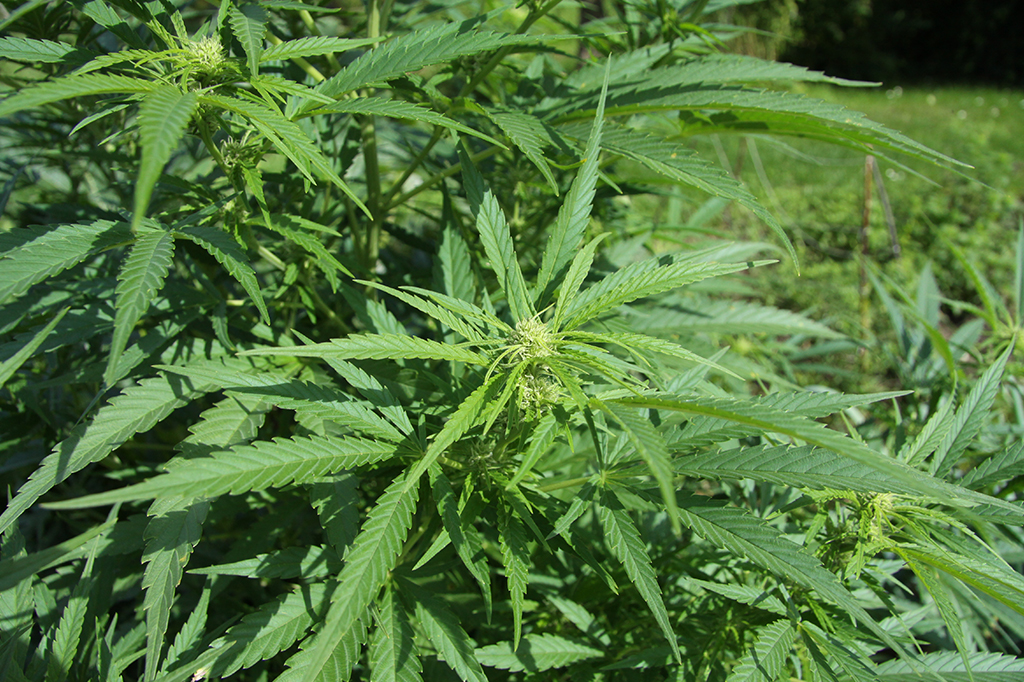 1212-super-site-maconha Maconha (Cannabis sativa)