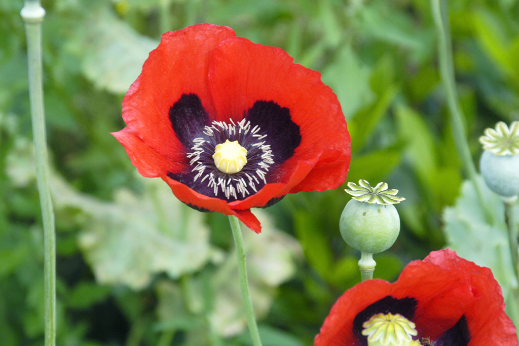 1212-super-site-papoula Papoula (Papaver somniferum L.)