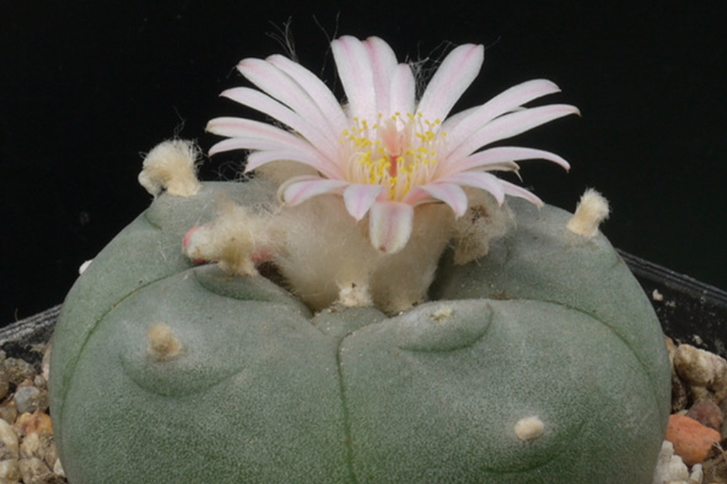 1212-super-site-peiote Peiote (Lophophora williamsii)