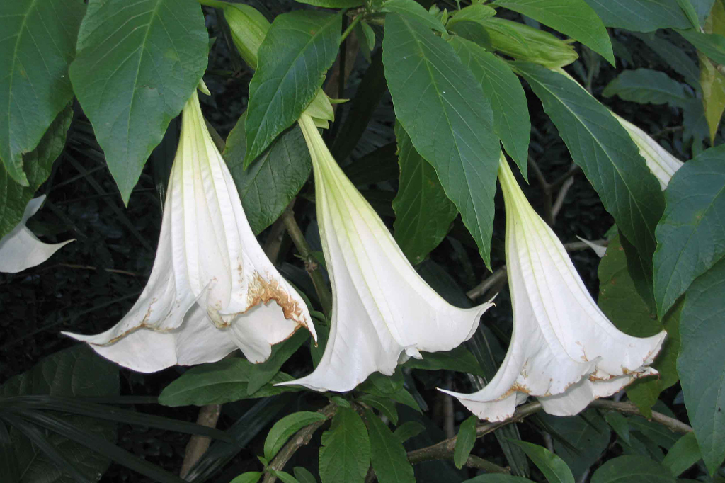 1212-super-site-trombeteira Trombeteira (Datura suaveolens)
