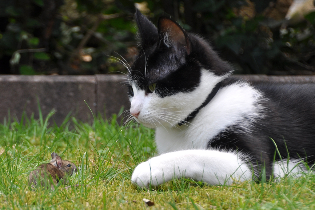 Gato caçando um rato na grama