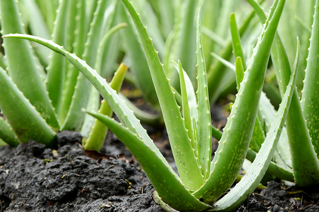 Cientistas transformam babosa em um supercapacitor