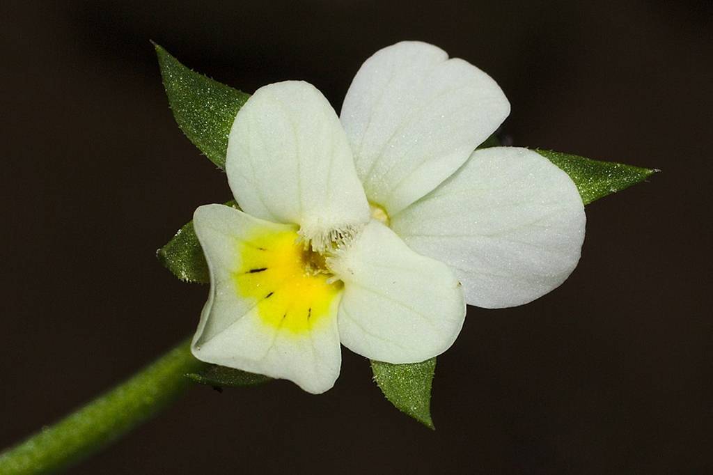 Na falta de insetos, as flores estão evoluindo para se autofertilizar